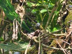 Mionectes striaticollis