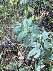 Sophoreae