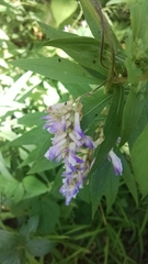 Amphicarpaea bracteata comosa