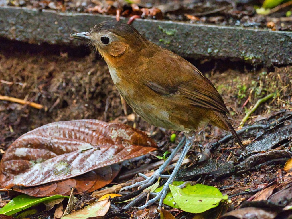 Rusty-tinged Antpitta photo