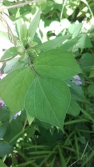 Amphicarpaea bracteata comosa