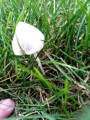 Fungi