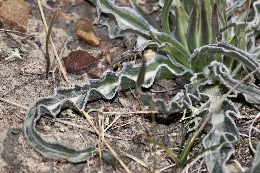 prairie false dandelion (Nothocalais cuspidata) - Botanical Realm