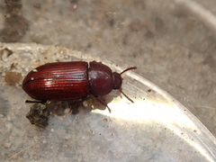 Uloma culinaris
