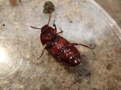 Uloma culinaris