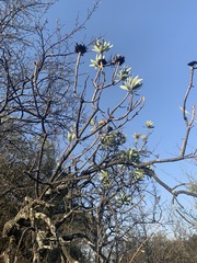 Protea caffra caffra