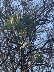 Protea caffra caffra