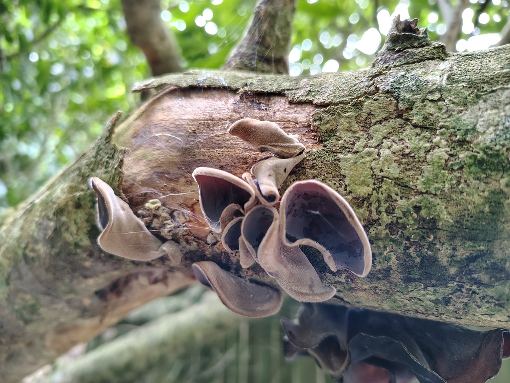 Auricularia cornea · April 2025 · photo: © kelvinperrie (iNaturalist, cc-by)