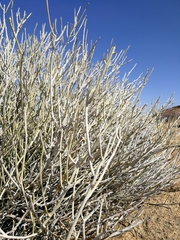Euphorbia gregaria