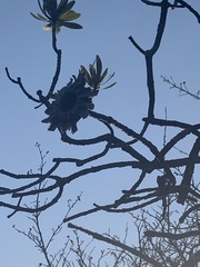 Protea caffra caffra