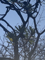 Protea caffra caffra