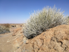 Euphorbia gregaria