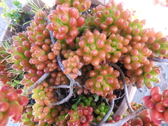 Sedum × rubrotinctum