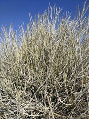 Euphorbia gregaria