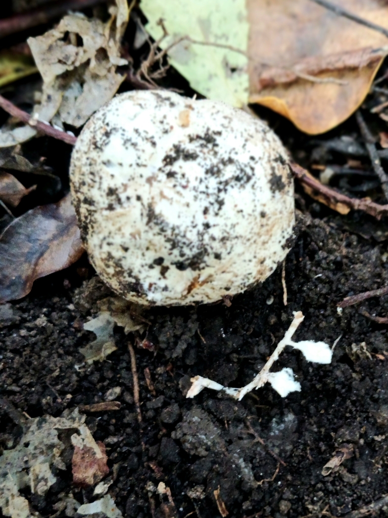 Ileodictyon cibarium · April 2025 · photo: © ecoman (iNaturalist, cc-by)