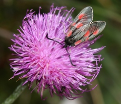 Zygaena exulans