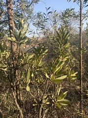 Protea caffra caffra