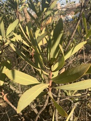 Protea caffra caffra