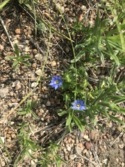 Gentiana aquatica pseudoaquatica