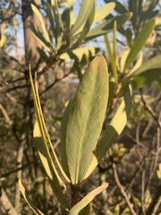 Protea caffra caffra