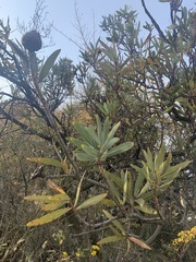 Protea caffra caffra