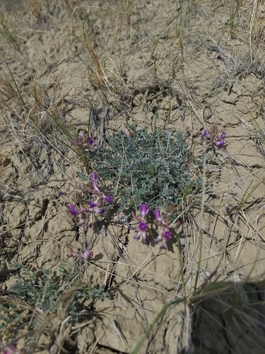 iNaturalist observation 2025-04-27