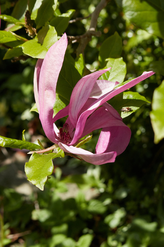 Magnolia liliiflora