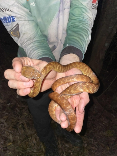 Brown Tree Snake sighting