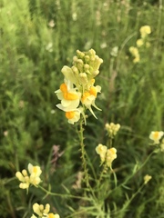 Linaria buriatica