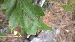 Eriophyes torminalis