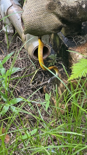 Common Tree Snake sighting