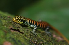 Dasia olivacea