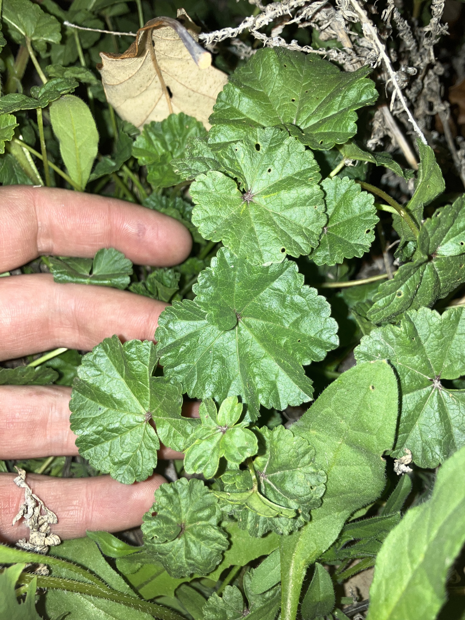 Imagem de Malva-branca