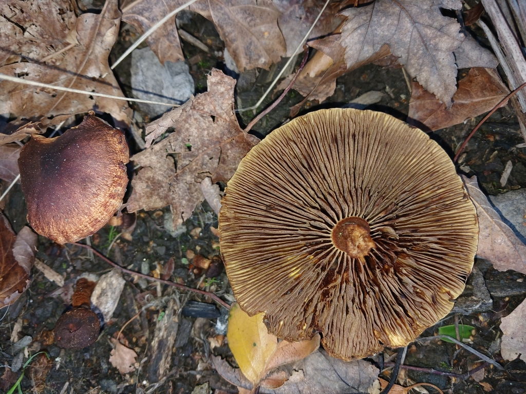 Pholiota multicingulata · April 2025 · photo: © ecoman (iNaturalist, cc-by)