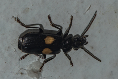 Macrocheilus