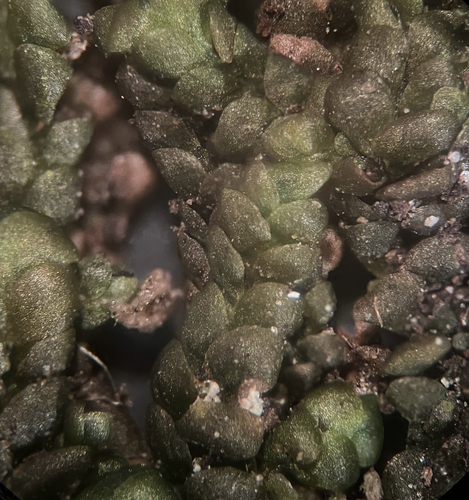 Radula tabularis