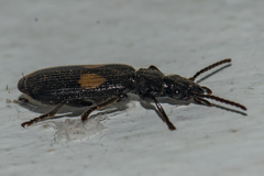 Macrocheilus