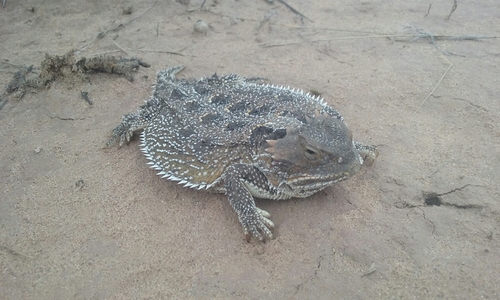iNaturalist observation 2016-09-20
