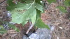 Eriophyes torminalis