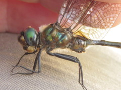 Somatochlora kennedyi