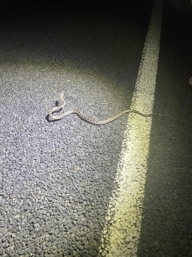 Spotted Python sighting