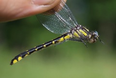 Hylogomphus abbreviatus