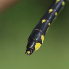 Hylogomphus abbreviatus