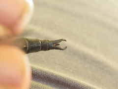 Somatochlora kennedyi