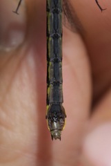 Hylogomphus abbreviatus