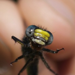 Hylogomphus abbreviatus