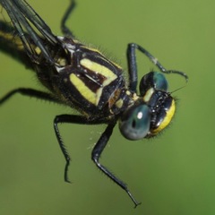 Hylogomphus abbreviatus