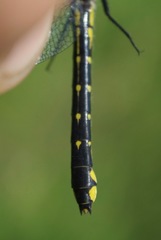 Hylogomphus abbreviatus