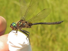 Somatochlora kennedyi