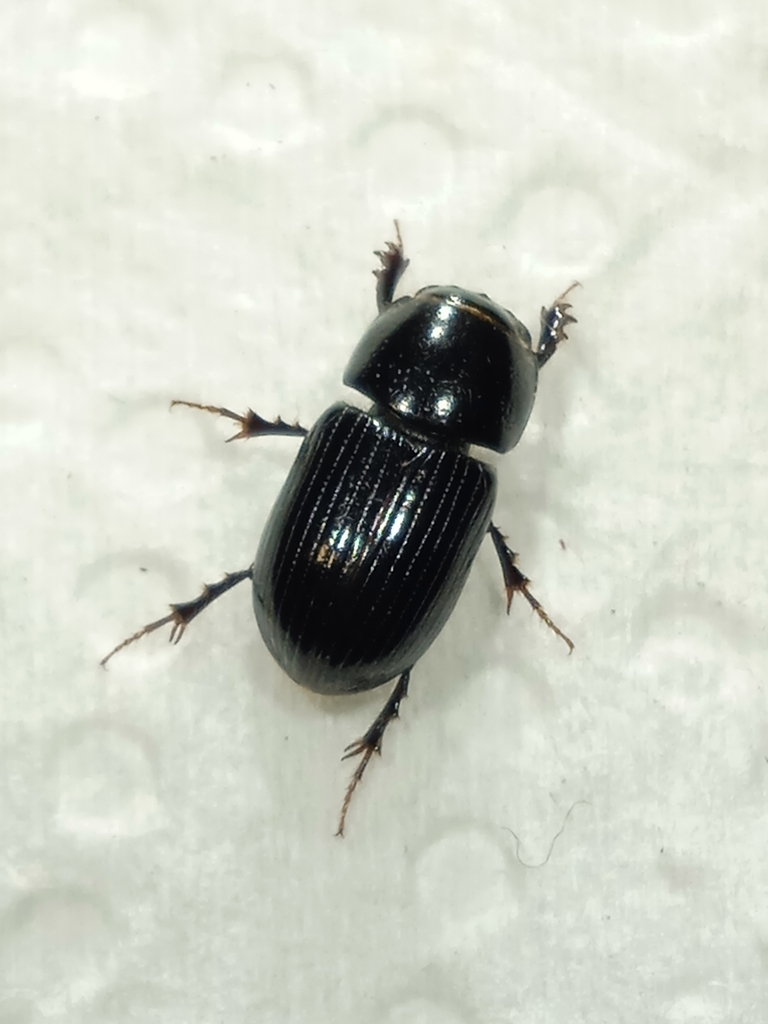Phaeaphodius rectus